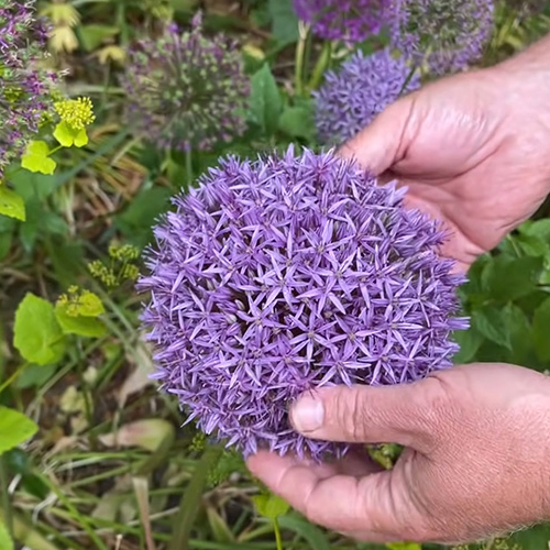 ALLIUM AZUREUM BULBS