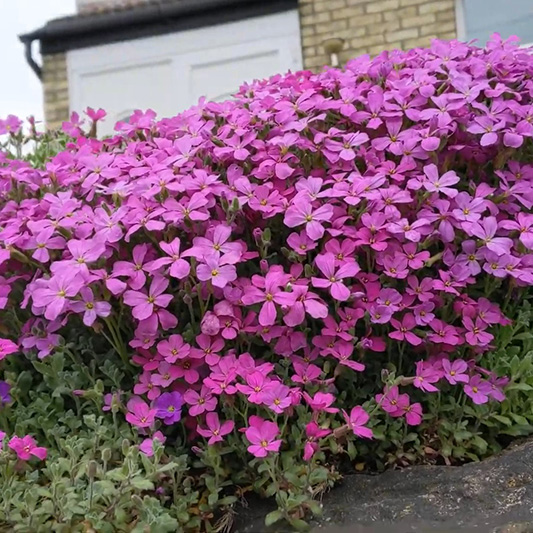 AUBRIETA CULTORUM