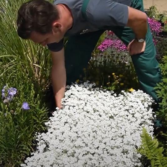 CERASTIUM TOMENTOSUM