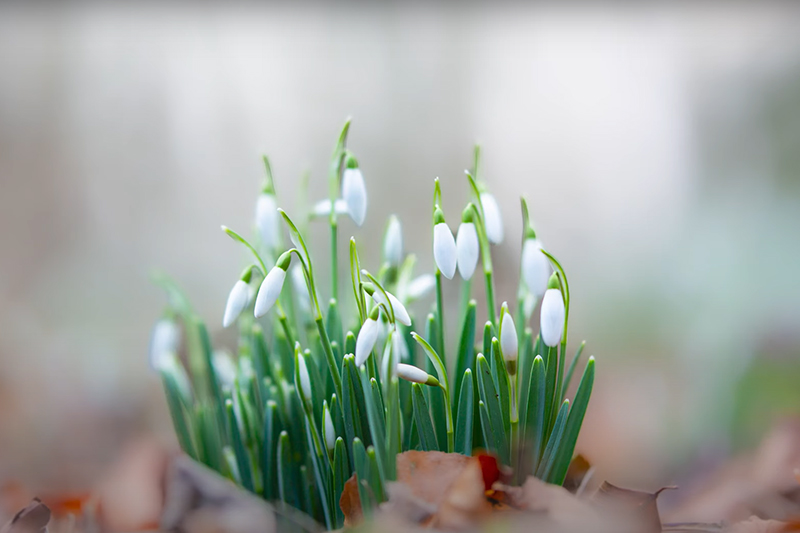 Snowdrops Flower Bulbs