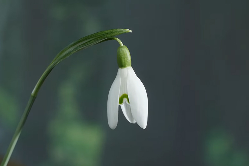 Snowdrops Flower Bulbs