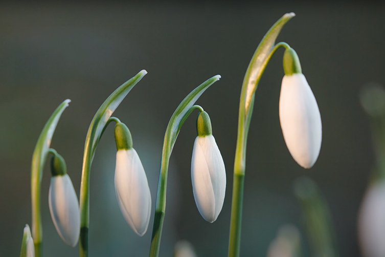 Snowdrops Flower Bulbs