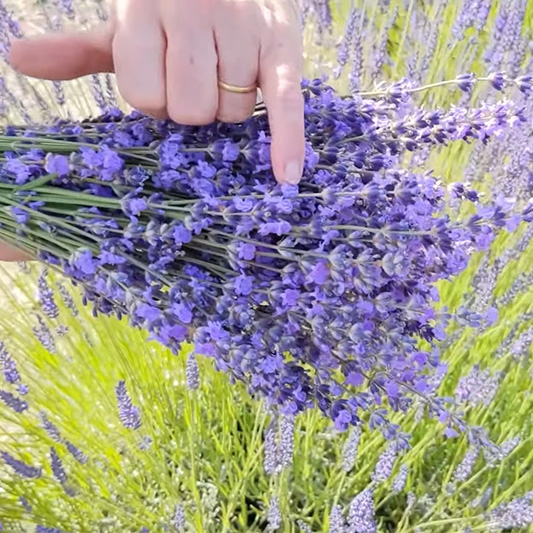 LAVENDER SEEDS